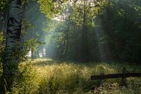 Alblasserdamse bos