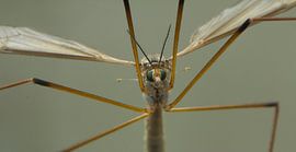 Nieuwsgierige langpootmug sur Ed de Cock