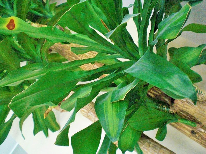 Plant by Pictures Of Nature