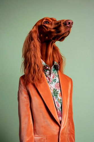 Irish Setter