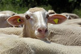 Sheep by Norman Krauß