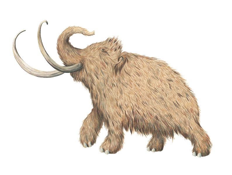 Mammoth by Marieke Nelissen
