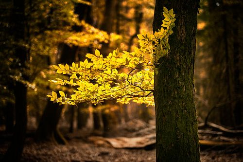 Gold (Geel herfst licht)