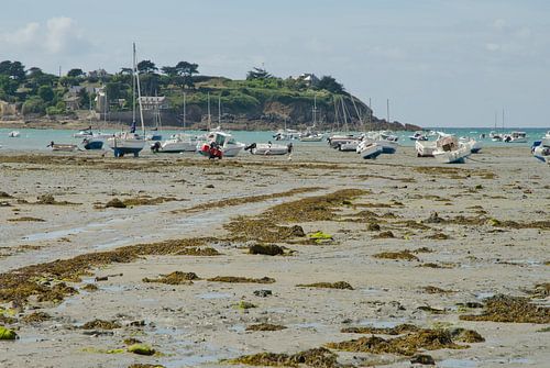 Fallen dry creek in Brittany