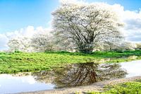 Blossom trees with water reflection
