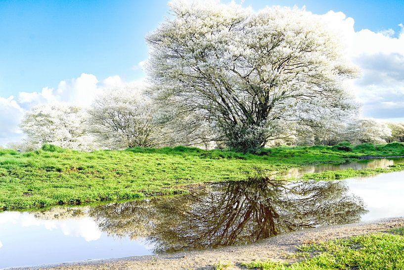 Blossom trees with water reflection by Jos van den Berg