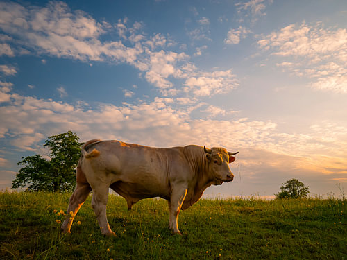 Charolais cattle