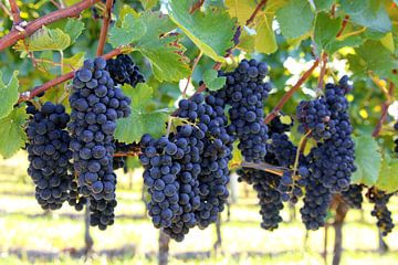 Ripe red wine grapes by Rüdiger Rebmann
