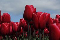 rode tulpen