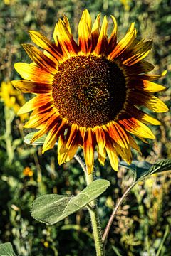 Sonnenblume von Dieter Walther