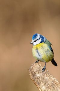 Blaumeise (Cyanistes caeruleus)