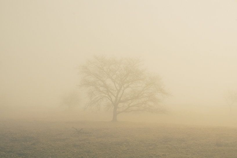 fog fields by snippefotografie