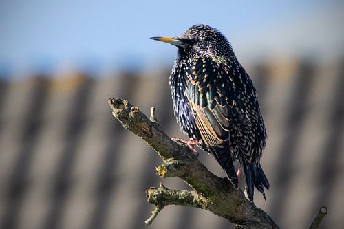 Spreeuw in het zonnetje