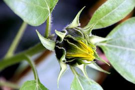 Sonnenblume by Roswitha Lorz