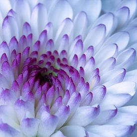 Close-up of a chrysanthemum (Chrysanthemum). Flowers. by Rob Christiaans