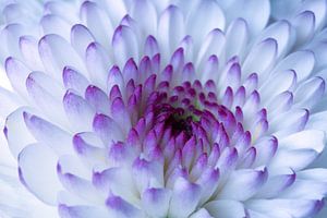 Close-up van een chrysant (Chrysanthemum). Bloemen. van Rob Christiaans