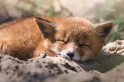 Welpje slaapt in het zand