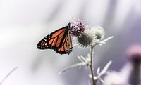 Monarch butterfly on thistle van Mark Zanderink thumbnail