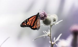 Monarch butterfly on thistle van Mark Zanderink