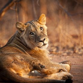 Junger Löwe in der Abendsonne (Landschaft) von YvePhotography
