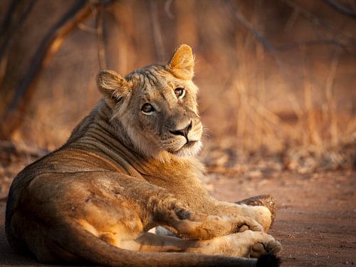 Jeune lion au soleil du soir (paysage) sur YvePhotography