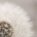 dandelion van Sandra Hogenes thumbnail