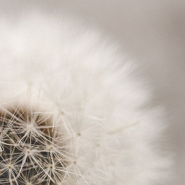 dandelion van Sandra Hogenes