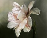 The shy peony van NMG thumbnail