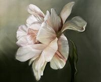 The shy peony