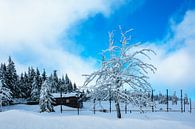 Winter im Riesengebirge bei Spindlermühle, Tschechien von Rico Ködder Miniaturansicht