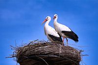 Ooievaars op nest in Nederland