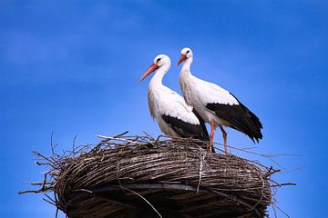 Ooievaars op nest in Nederland van Rijk van de Kaa