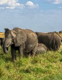 Elephants drinking water in the Masai Mara National Reserve by MPfoto71