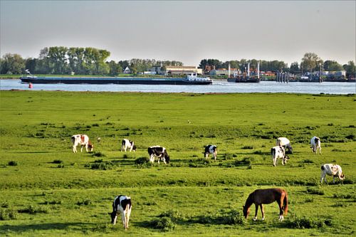 De uiterwaarden van de waal in Herwijnen
