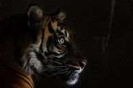 Sumatraanse tijger van Bas Alstadt Fotografie thumbnail
