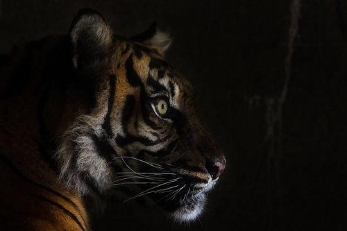 Sumatran tiger
