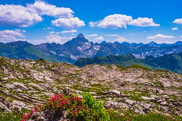 Les roses des Alpes et la montagne du Hochvogel sur Walter G. Allgöwer