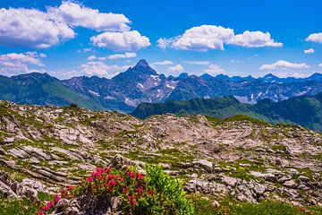 Alpenrozen en de berg Hochvogel van Walter G. Allgöwer