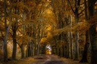 Autumn Lane van Bart Hendrix thumbnail