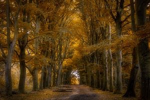 Autumn Lane