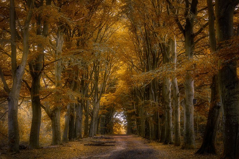 Autumn Lane van Bart Hendrix