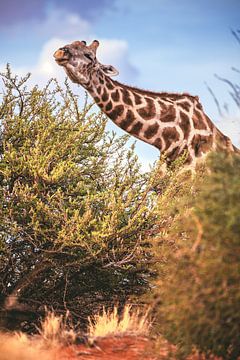 Namibische giraffe in de Kalahari van Jean Claude Castor