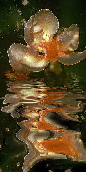 Nuit de printemps - fleur de pommier dans l'eau dorée par Christine Nöhmeier