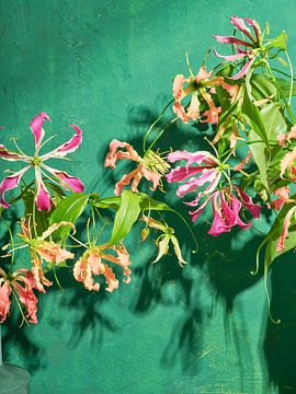 Gloriosa wall I Modern summer Art print sur Martijn Hoogendoorn