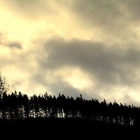 Laubbäume auf einem Berg (Baumgrenze) von UN fotografie