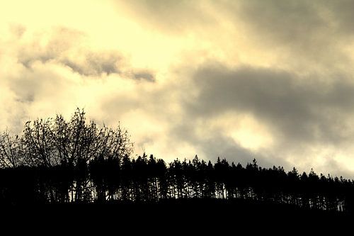 Loofbomen op een berg (boomgrens) van UN fotografie