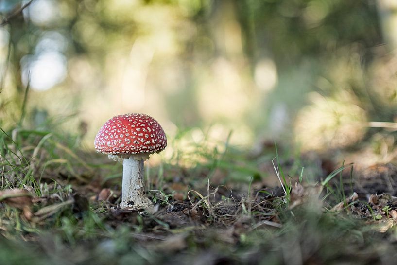 Agaric tue-mouches par picsbyronenvief