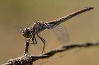 Posing Libelle