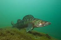 zander by Arthur de Bruin thumbnail