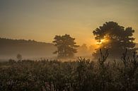 Morning light on the Brunssummer Heath  by Peter Lambrichs thumbnail